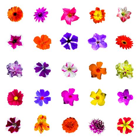Collection Of Blumen Bunt Png Pluspng