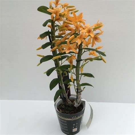 Tipo di vaso di fiori. Dendrobium ORCHIDEA BAMBOO - Vivai Frappetta