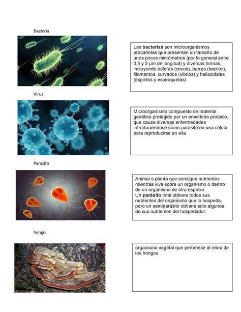 Historia De Las Bacterias Y Sus Tipos Bacteria Virus Parasito Hongo