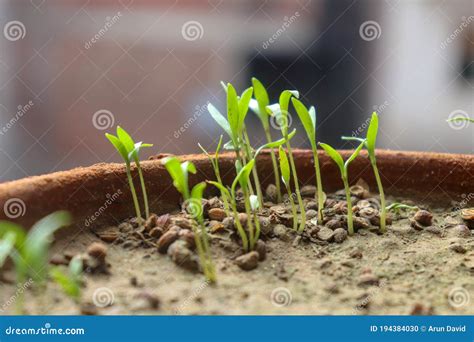 Plant Germination And Growth Of Sunflower Seeds Stock Photo Image Of
