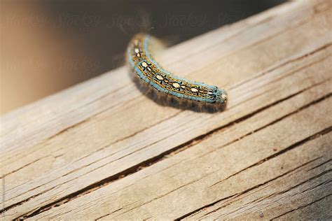 Fuzzy Little Caterpillar Crawling Across Wood By Stocksy Contributor