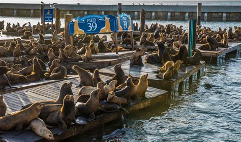 Where To See Sea Lions In California American Oceans