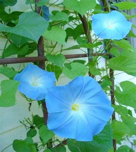 Heavenly Blue Morning Glory John Scheepers Kitchen Garden Seeds