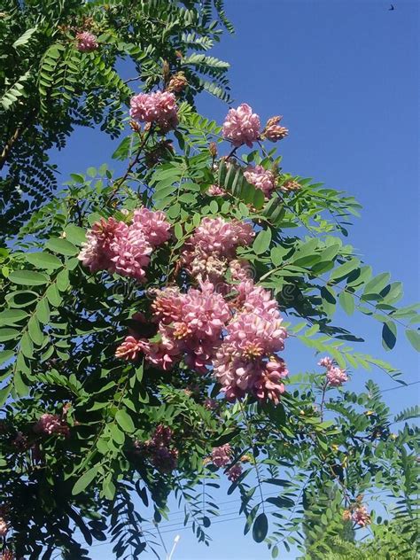 Flor De Acacia Rosa Robinia Pseudoacacia Foto De Archivo Imagen De