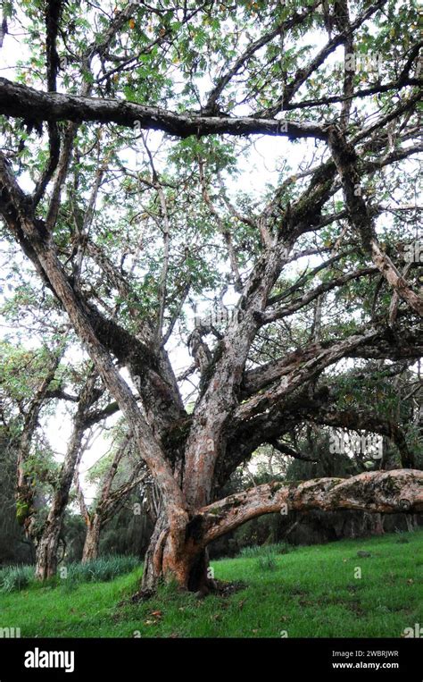 African Redwood Or African Rosewood Hagenia Abyssinica Is A Medicinal