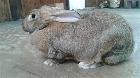 Conejos Gigantes De Flandes Lo Que Necesitas Saber Para Cuidarlos