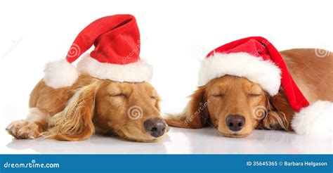 Sleepy Santa Christmas Dogs Royalty Free Stock Photo Image 35645365