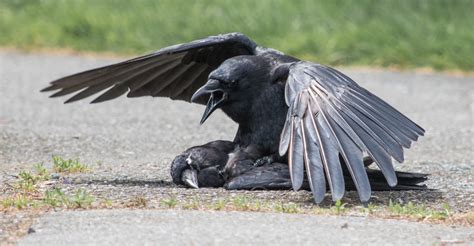 Crows Sometimes Have Sex With Their Dead The Atlantic