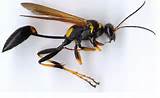 Wasp Identification Images