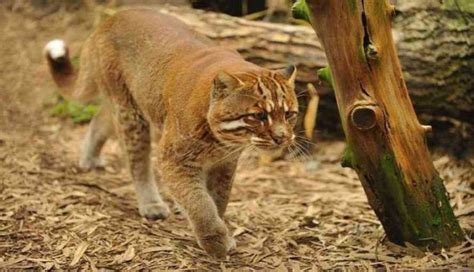 Felis silvestris catus atau felis catus) adalah sejenis mamalia karnivora dari keluarga felidae. Harga Kucing Hutan: Jenis dan Cara Merawatnya Lengkap