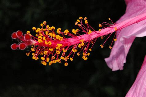 Hibiscus Stamen Photograph By Veron Miller