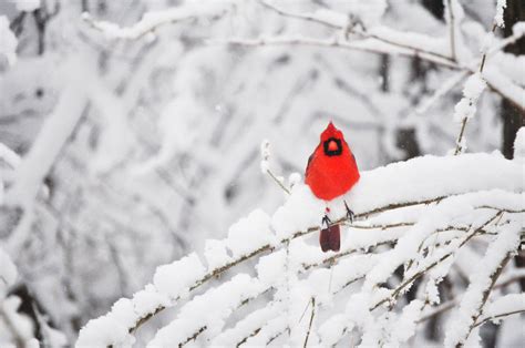 Cardinal In Snow Wallpapers Top Free Cardinal In Snow Backgrounds