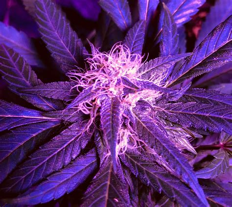 Crop King Seeds Purple Kush 2 Grow Diary Journal Week10 By Maryjane13