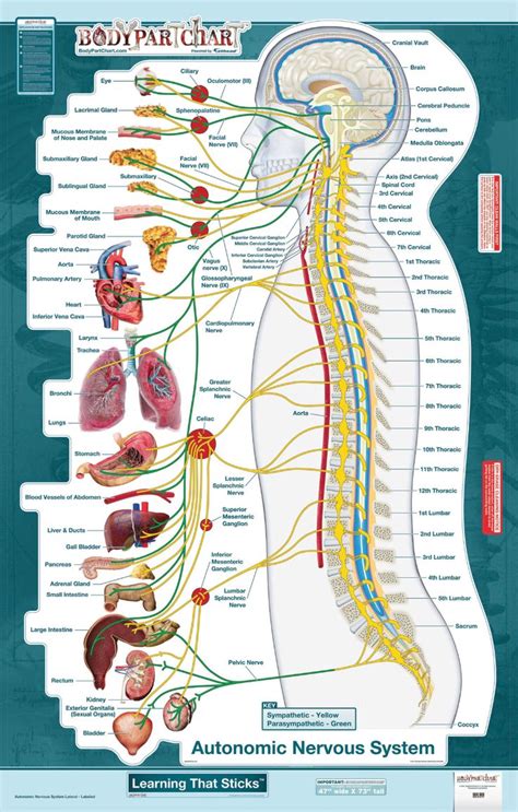 Bodypartchart™ Autonomic Nervous System Lateral View Wall Decal Autonomic Nervous System