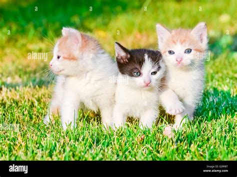 Kittens On The Grass Stock Photo Alamy