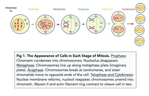 Cell Division Phases Of Mitosis A Level Biology Study Mind