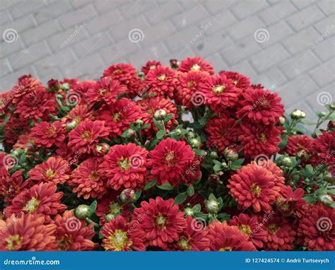 Chrysanthemums Flowers Small Decorative Red Stock Photo Image Of