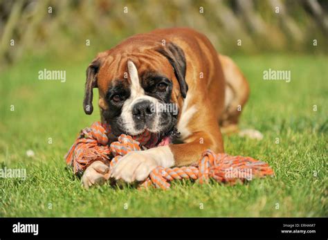 Lying German Boxer Stock Photo Alamy