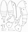 Clausocalanus minor female. A-dorsal; B-lateral; C-anterior of head ...