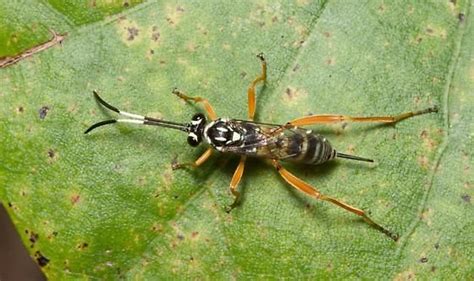 Ichneumon Wasp Female Wasp Insects Animals