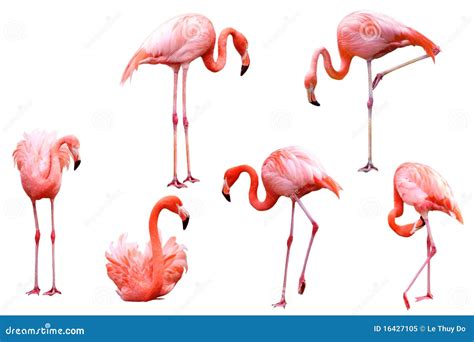 6 Beautiful Flamingos Royalty Free Stock Photo Image 16427105