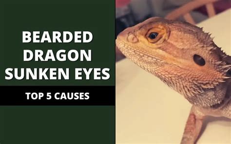Bearded Dragon Sunken Eyes Top 5 Causes Reptile Maniac