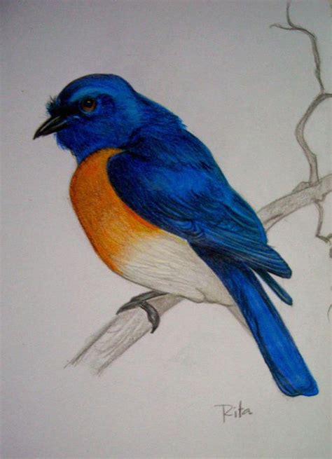 16 Bird Drawings Art Ideas Design Trends Premium Psd Vector