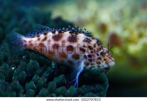 Pixy Hawkfish Coral Hawkfish Cirrhitichthys Oxycephalus Stock Photo