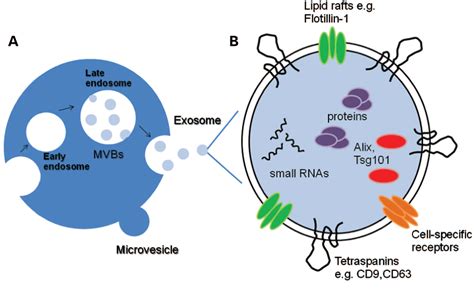 figure 1 from exosomes and microvesicles extracellular vesicles for genetic information