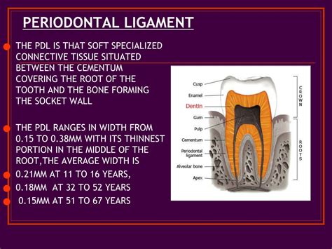 Ppt Periodontium Powerpoint Presentation Free Download Id9308624
