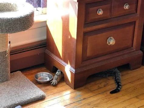40 Hilarious Photos Of Cats In Unexpected Situations