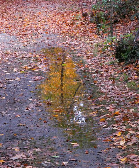 Beautiful Autumn Puddle Stanley Zimny Thank You For 64 Million Views