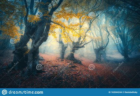 Beautiful Mystical Forest In Blue Fog In Autumn Landscape