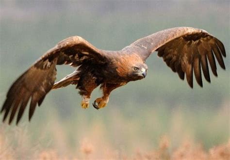 Golden Eagle National Bird Of Afghanistan Interesting Facts And History