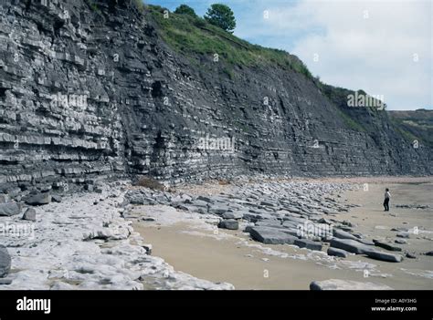 Sedimentary Rocks Blue Lias Shale Limestone Sequences Lyme Regis