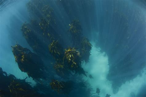 12 Unbelievable Submerged And Underwater Forests Around The World