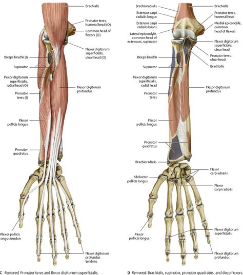 Anatomy Of Forearm Anatomy Book