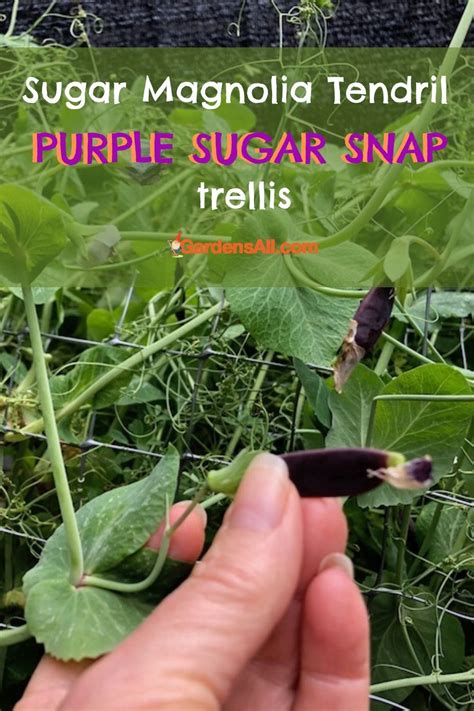 Sugar Magnolia Tendril Purple Sugar Snap Peas And Flowers On Plastic
