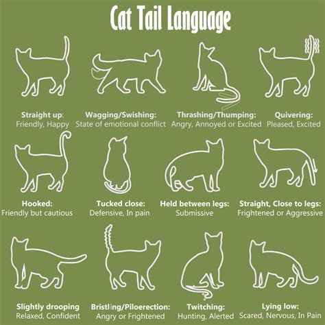 Cat Tail Language Chart With Different Types Of Cats And Their Names In