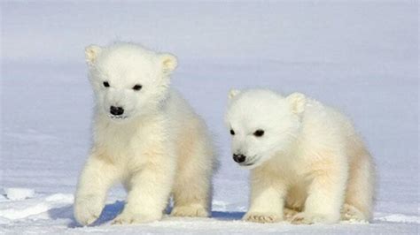 Pin By Judy Crum On Alaska Polar Bear Express And Others Baby