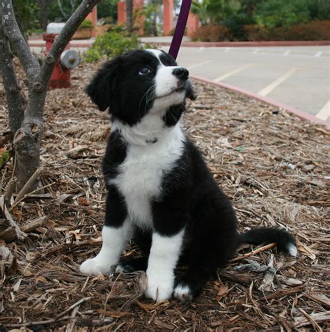 Border Collie Information Dog Breeds At Thepetowners