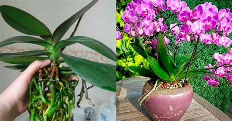 El Secreto De Un Jardinero Para Cuidar Las Orquídeas Y Conservarlas