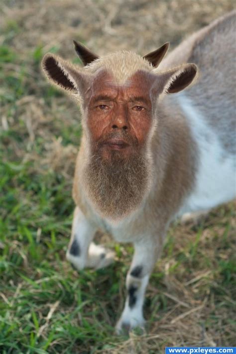 Ugly Goat Face