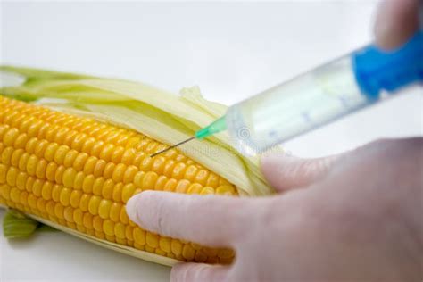 Genetic Engineering On Corn Stock Photo Image Of Laboratory Danger