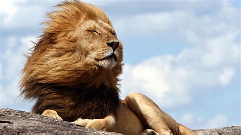 Lion Enjoying The Breeze