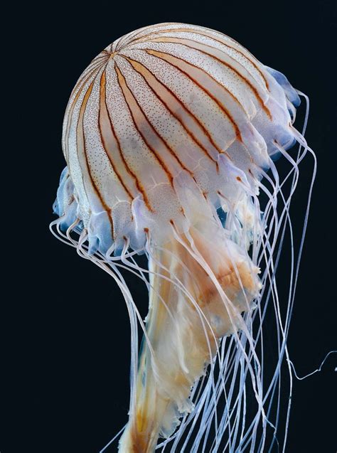 Peoples Daily China On Twitter Deep Sea Jellyfish