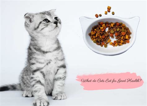 What that means is that cats must eat meat. What do Cats Eat for Good Health?