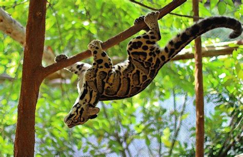 Clouded Leopards Are Excellent Climbers Their Ankles Can Rotate