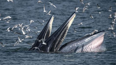 Diver Ends Up In Mouth Of Massive Brydes Whale Off South Africa Coast