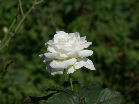 Free Download Pure White Roses Roses Photo 34611002 1000x665 For Your